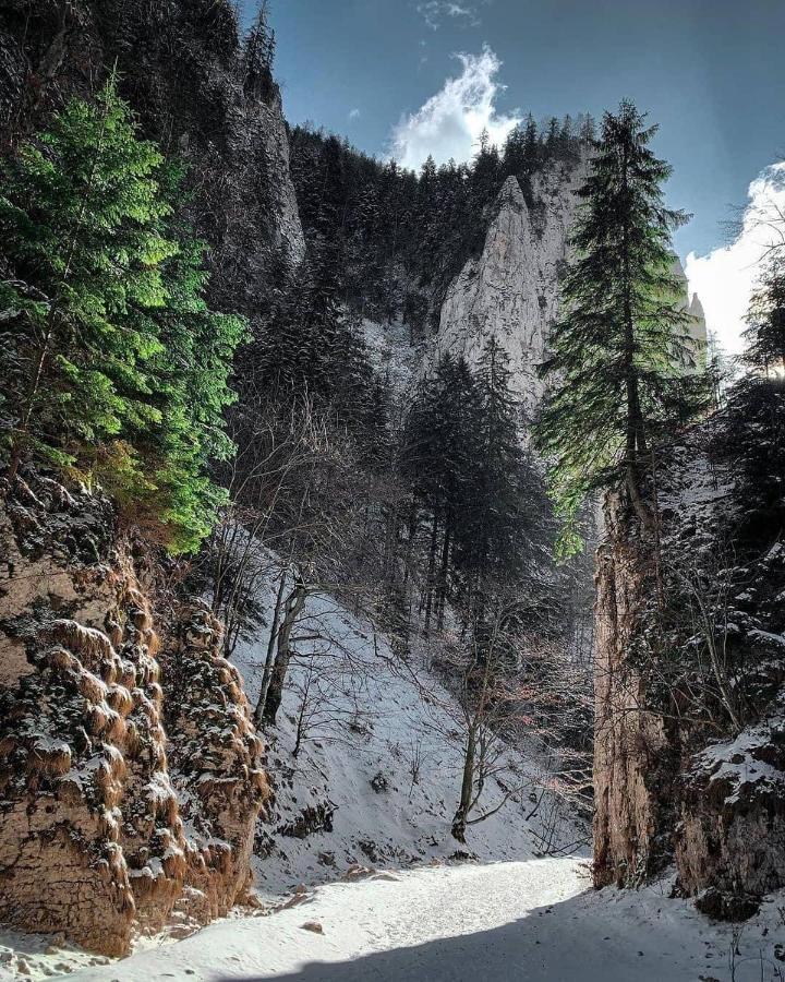 Pensiunea 3 Brazi Zărneşti Exterior foto